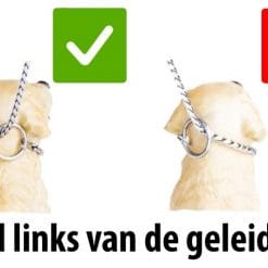 Hond links van de geleider