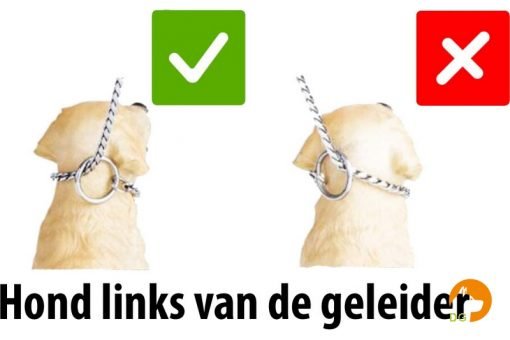 Hond links van de geleider