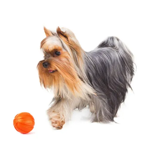 Liker5 dog