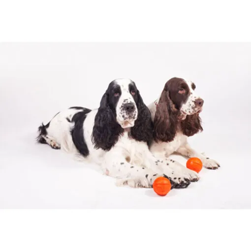 Liker9 dog